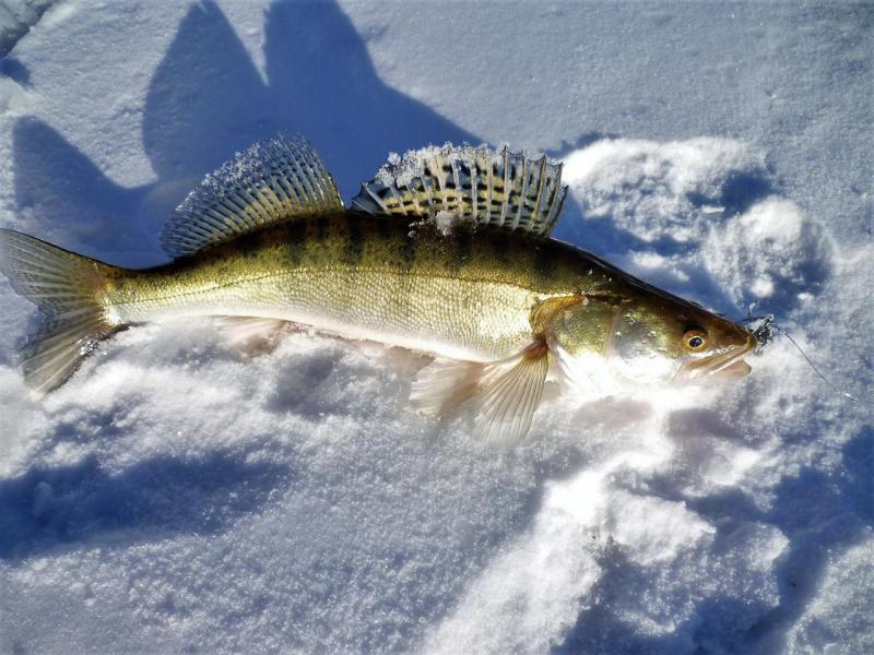 Прикрепленное изображение: P1090073.JPG