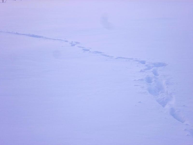 Прикрепленное изображение: P1090135.JPG