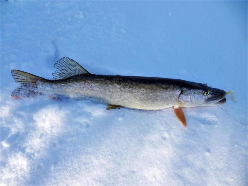 Прикрепленное изображение: P1090079.JPG