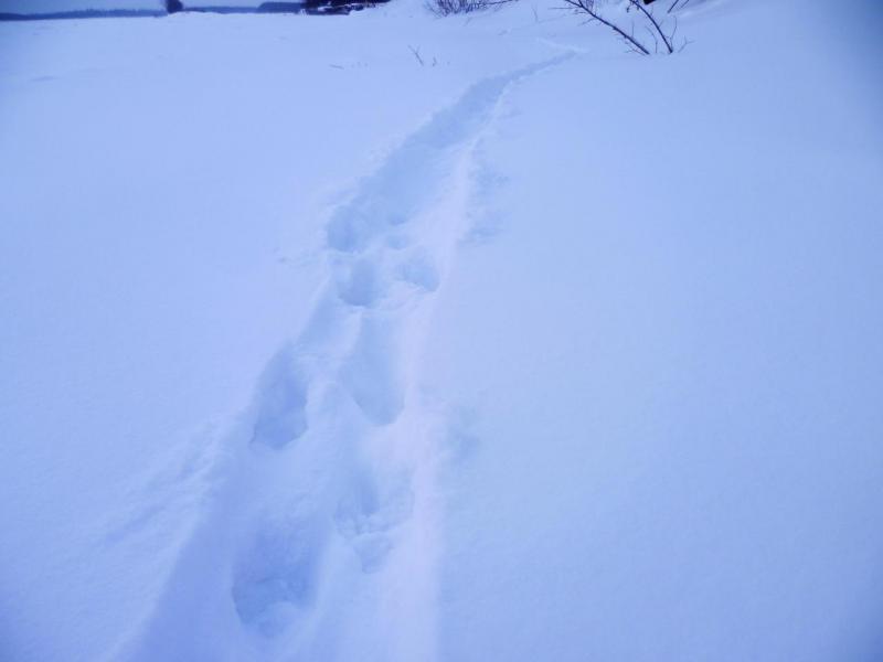 Прикрепленное изображение: P1090129.JPG