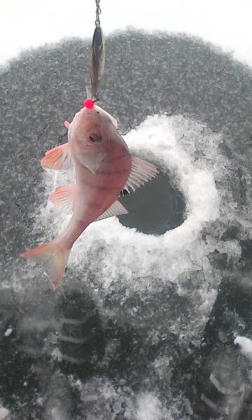Прикрепленное изображение: lfUWzl3Kodg.jpg