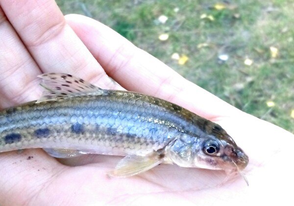 Прикрепленное изображение: MwOcSQVqQLA.jpg