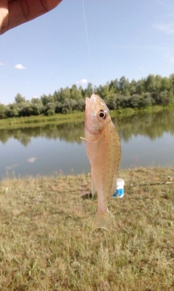 Прикрепленное изображение: __y7JQragt4.jpg