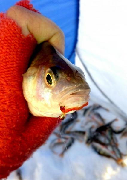 Прикрепленное изображение: IMG_20171223_212033_167.jpg