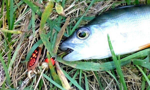 Прикрепленное изображение: CC9kBCgL_xc.jpg