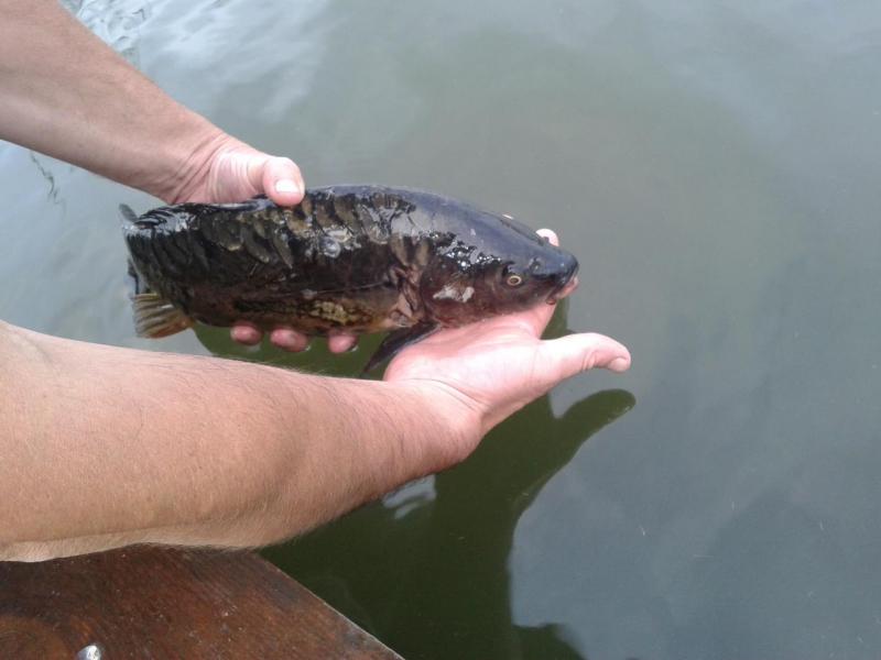 Прикрепленное изображение: Фото-0345.jpg