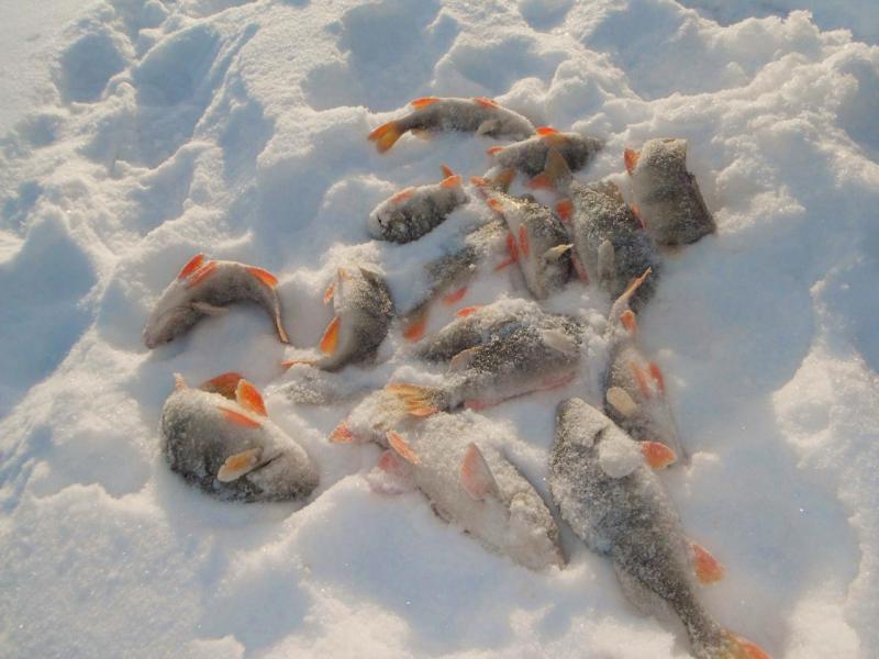 Прикрепленное изображение: DSCF5179.JPG