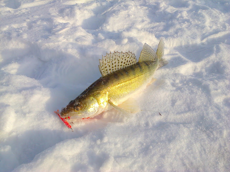 Прикрепленное изображение: Фото0289.jpg