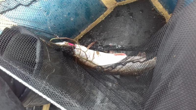 Прикрепленное изображение: 20170902_081209.jpg