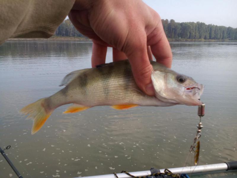 Прикрепленное изображение: утрениий окунь.jpg