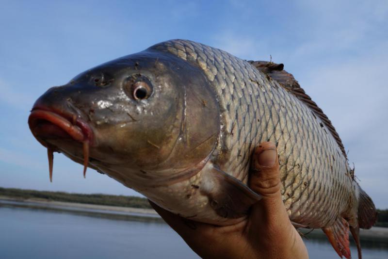 Прикрепленное изображение: DSC03914.JPG