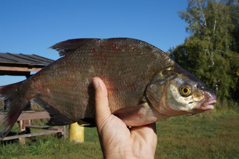 Прикрепленное изображение: DSC03130.JPG