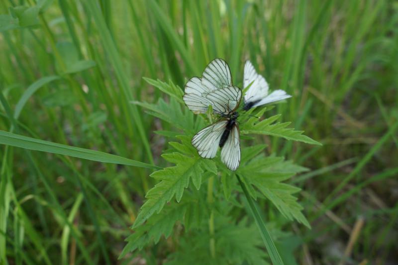 Прикрепленное изображение: DSC09741.JPG