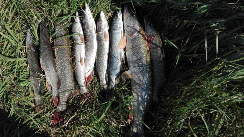 Прикрепленное изображение: IMG_20150908_123543.jpg