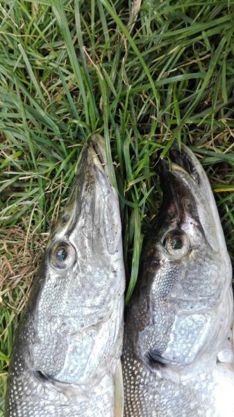 Прикрепленное изображение: IMG_20150908_153720.jpg