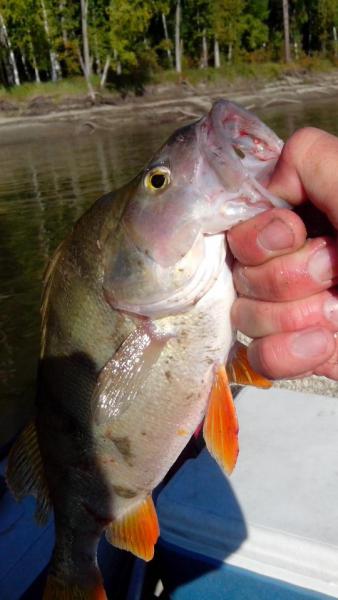 Прикрепленное изображение: IMG_20160903_093034.jpg