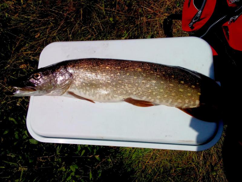 Прикрепленное изображение: IMG_20160618_154236.JPG