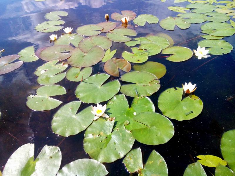 Прикрепленное изображение: IMG_20160618_154147.JPG