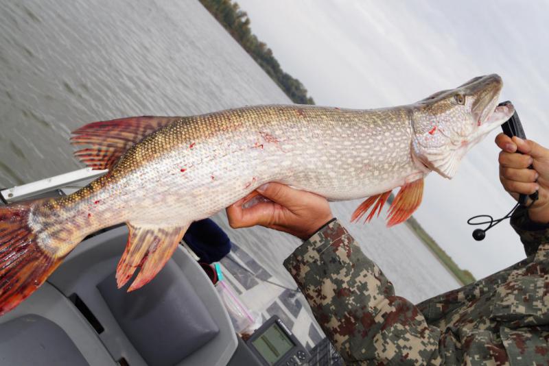 Прикрепленное изображение: DSC04297.JPG