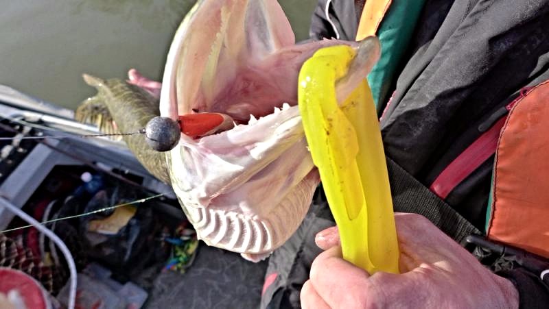 Прикрепленное изображение: 17 щук.jpg