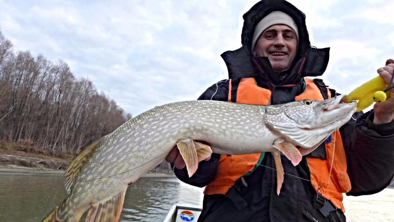 Прикрепленное изображение: 17 седой щук.jpg