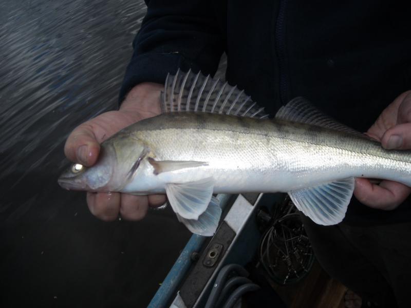 Прикрепленное изображение: DSCN0097.JPG