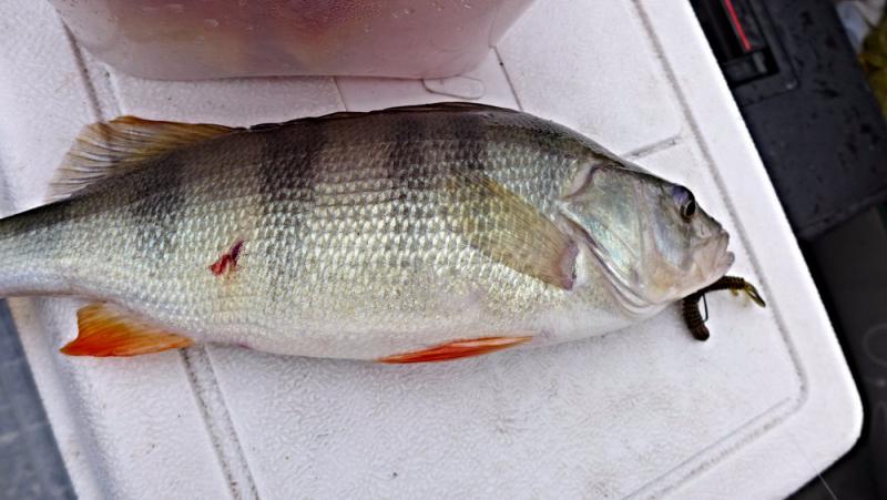 Прикрепленное изображение: окунь.jpg