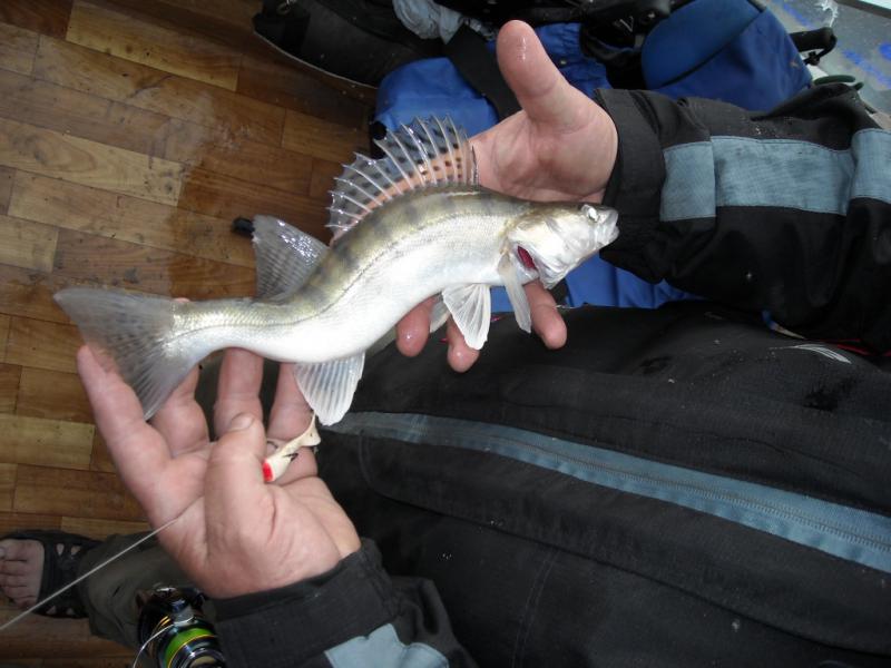 Прикрепленное изображение: DSCN0086.JPG