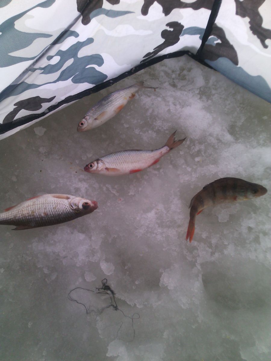 IMG 20150117 104616 IMG 20150117 104616