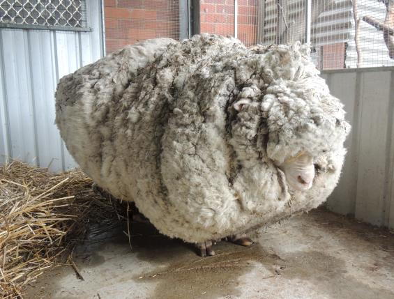 Wolliest-Sheep-1.jpg