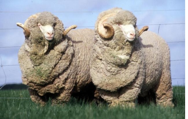 merinos_650.jpg