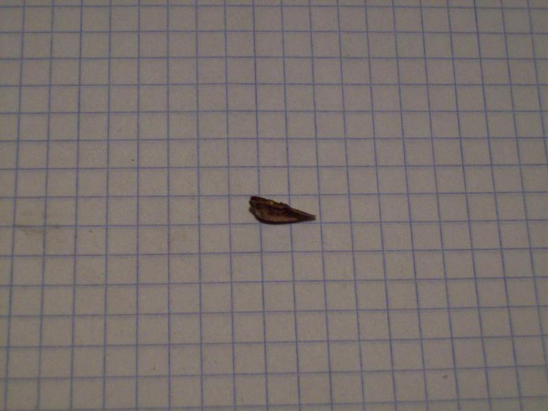 100_3952.JPG