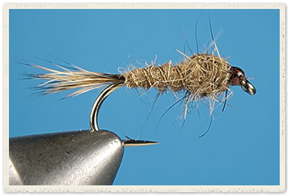 gold-ribbed-hares-ear1.jpg
