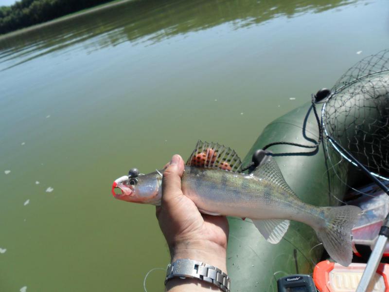 SAM_0433 судачек.JPG