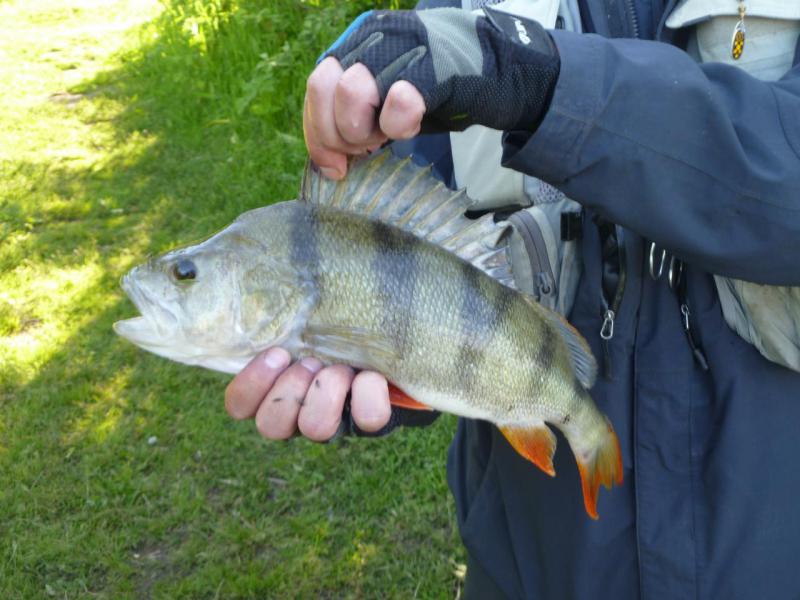 трофей (2).JPG