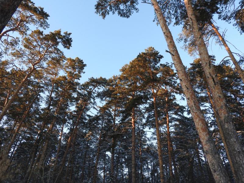 лес1.JPG