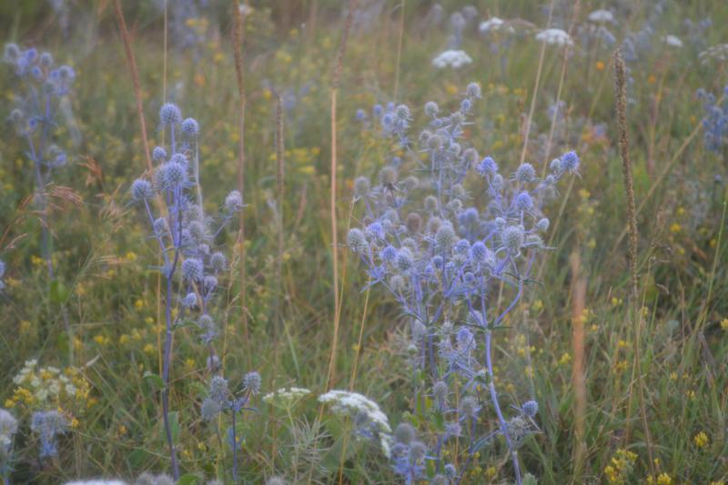 DSC_0147.JPG