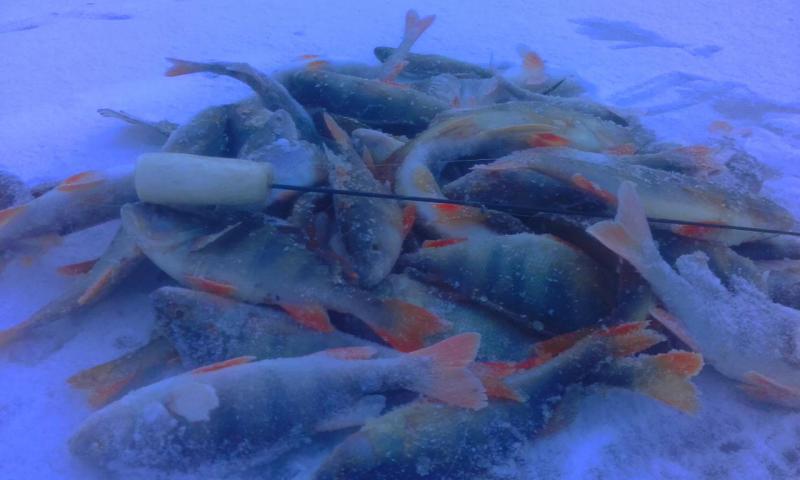 Улов 5.11.2016.jpg