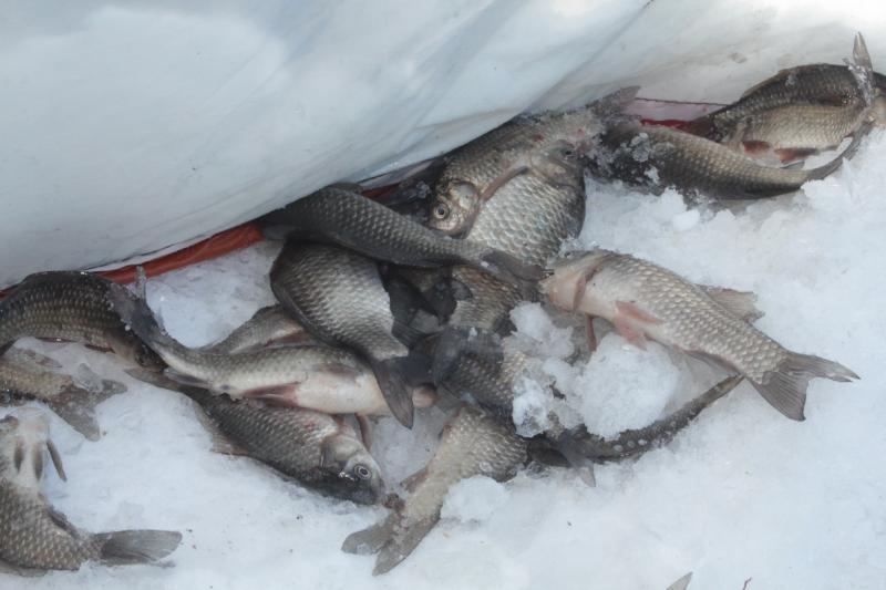 fish1.JPG