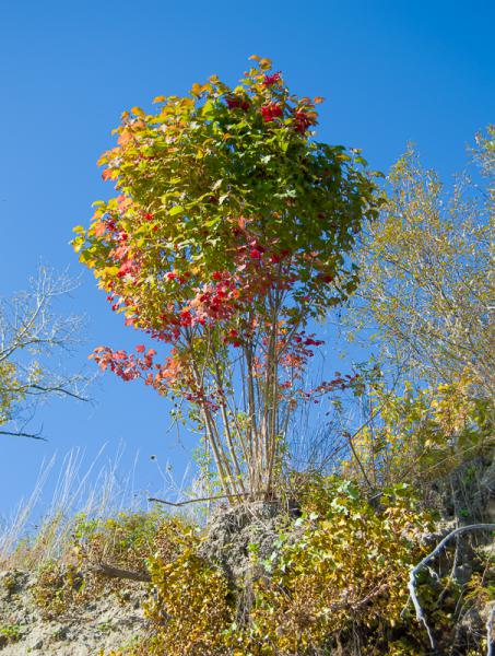DSC_6019.jpg