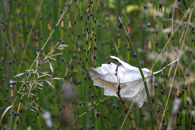 DSC_0036.jpg