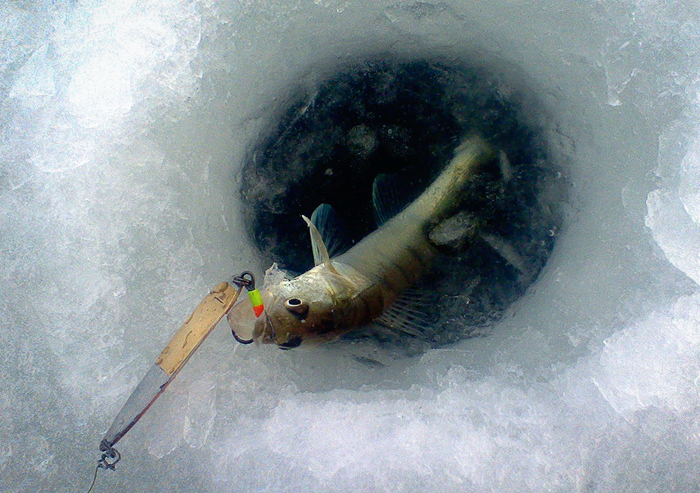 судачёк.jpg