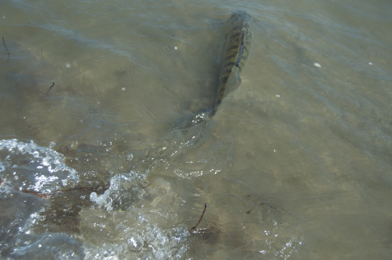 DSC_9657.jpg