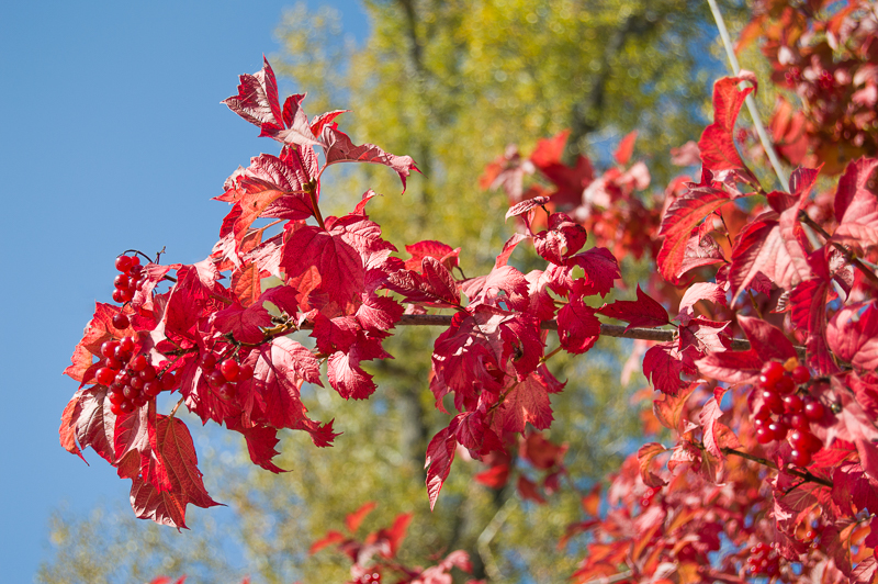 DSC_6104.jpg