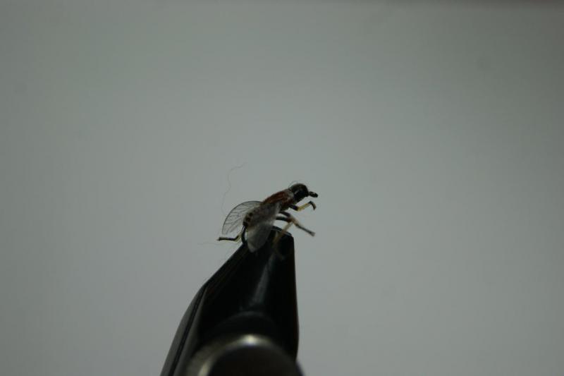 DSC07982.JPG