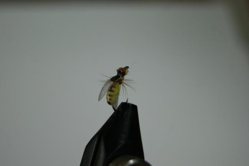 DSC07979.JPG