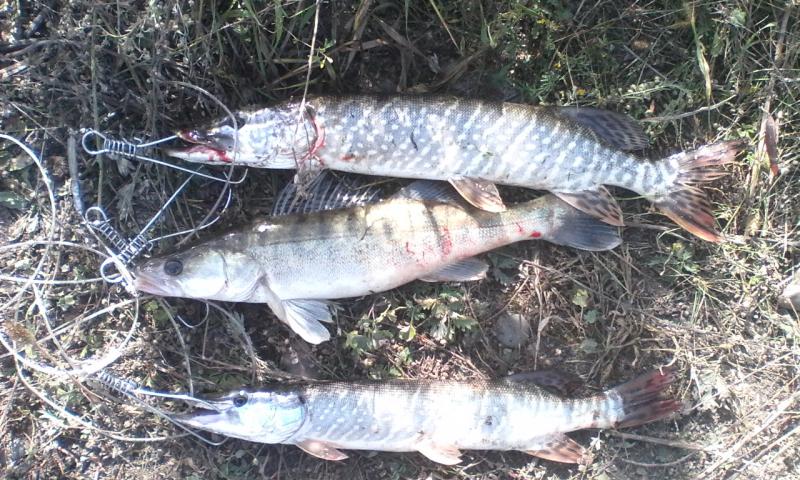 IMG_20160907_135155.jpg
