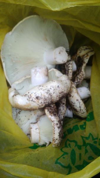 IMG-20171003-WA0004.jpeg