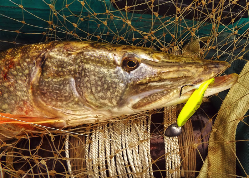 DSCF6600.JPG