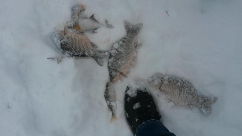 IMG-20161028-WA0010.jpeg